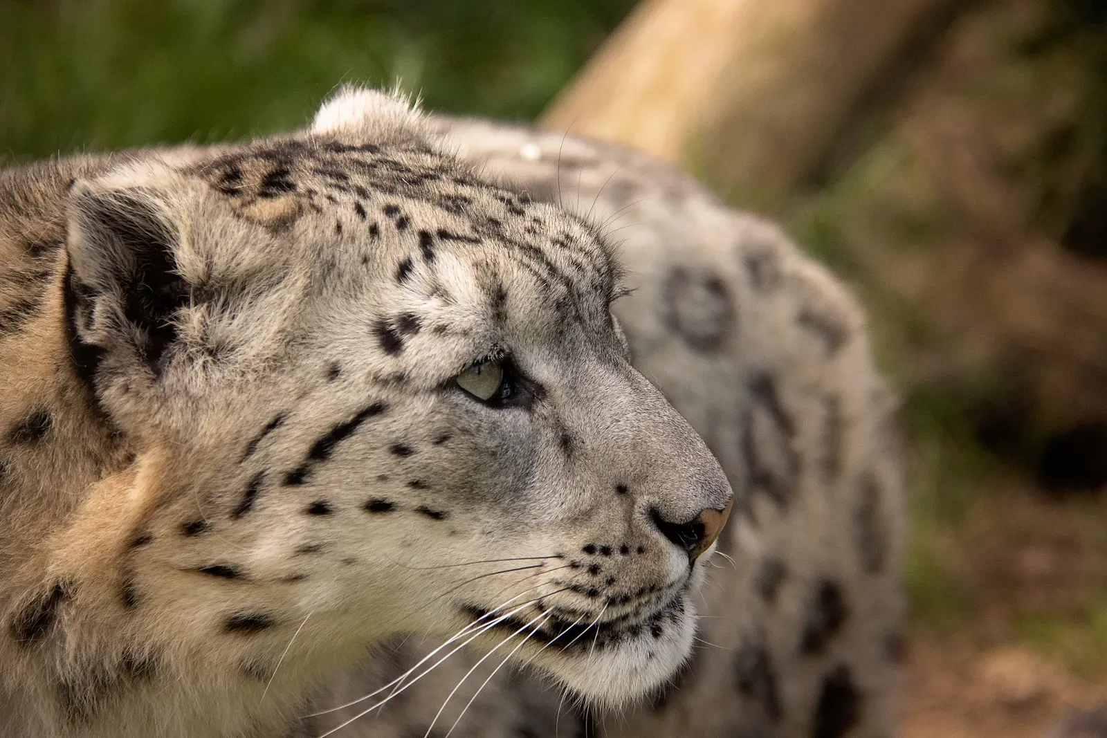 The 10 Elusive Cats and the Human Stories Hidden in Their Cells (Image Credits: Wikimedia)