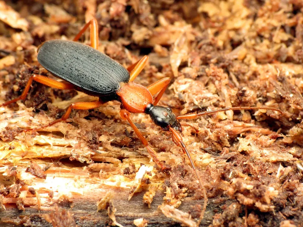 The Bombardier Beetle: A Chemical Reactor in Miniature (treegrow, Flickr, CC BY 2.0)