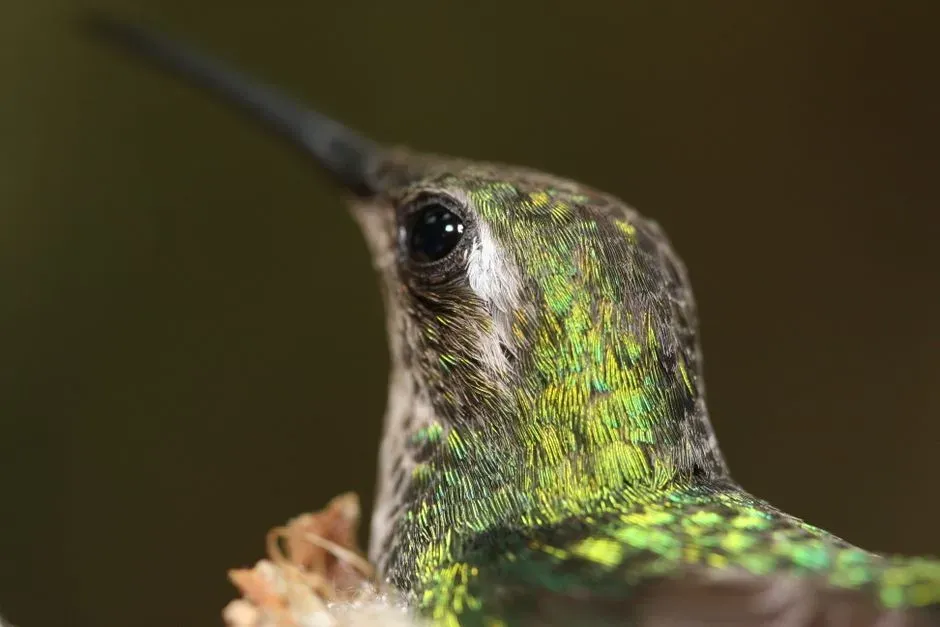 #4 - Keeping a Rock-Solid Gaze While the Whole Body Shakes (Image Credits: Pexels)