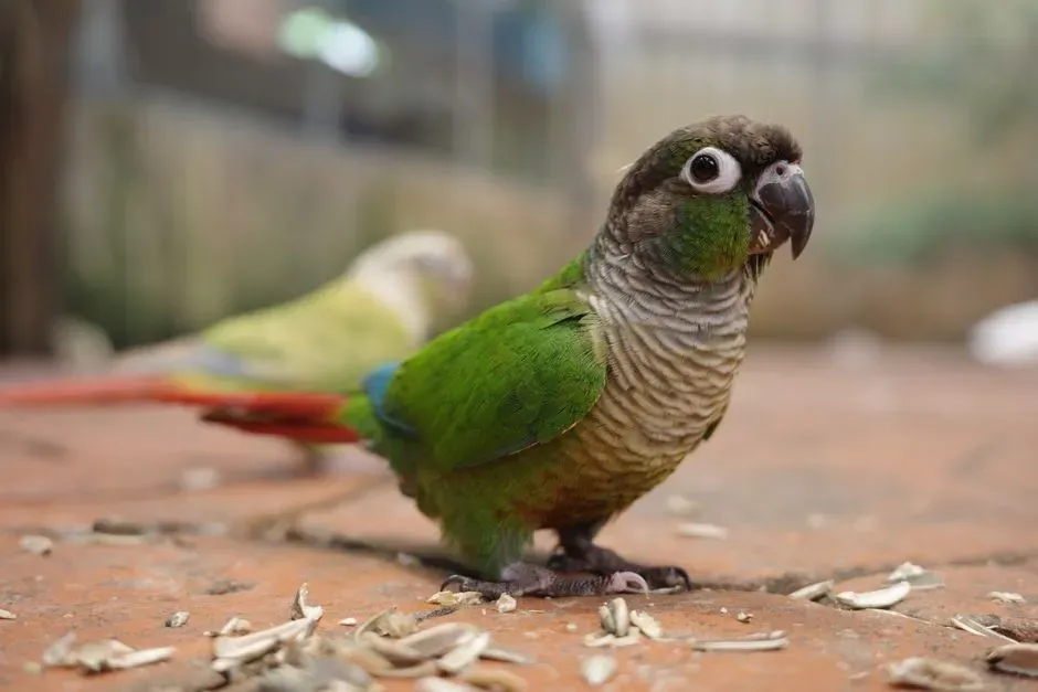 Conures (Green-Cheeked and Sun): Small Size, Big Brain, Bigger Opinions (Image Credits: Pexels)