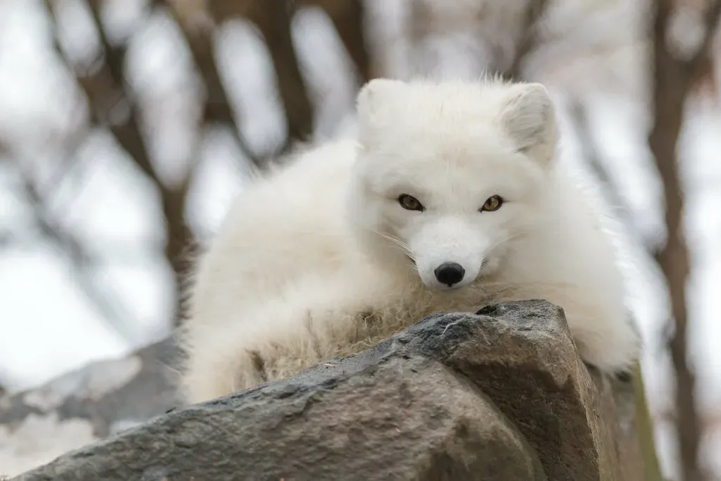 3. Arctic Foxes: Winter Specialists Wrapped in Silent White (Eric Kilby, Flickr, CC BY-SA 2.0)