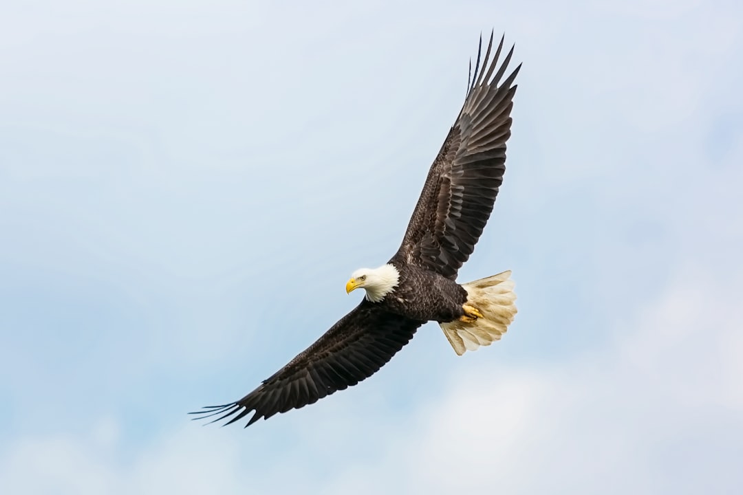 The Soaring Eagle - Air's Majestic Messenger (Image Credits: Unsplash)