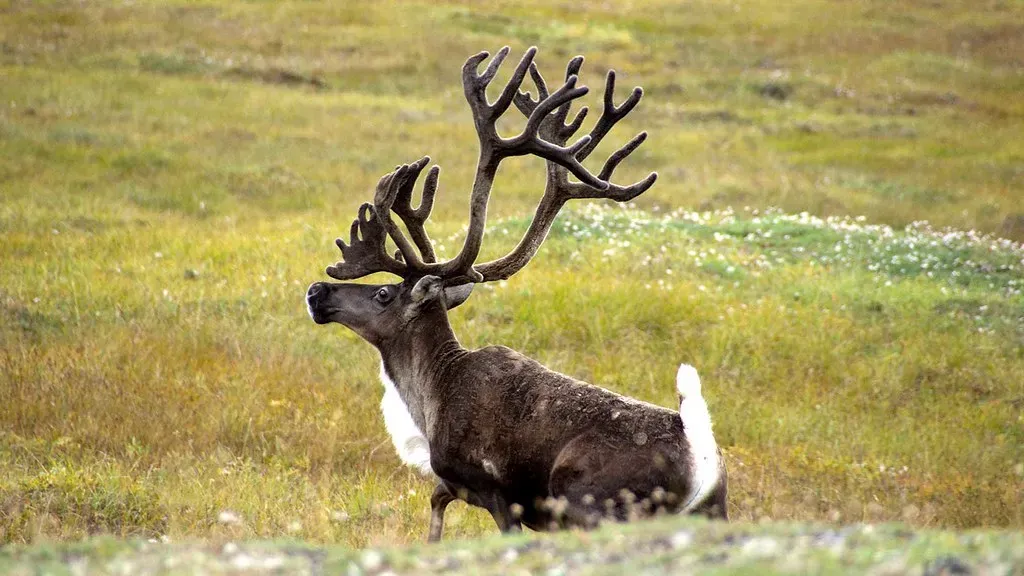 Sagittarius – You Are the Alaskan Caribou (Image Credits: Flickr)