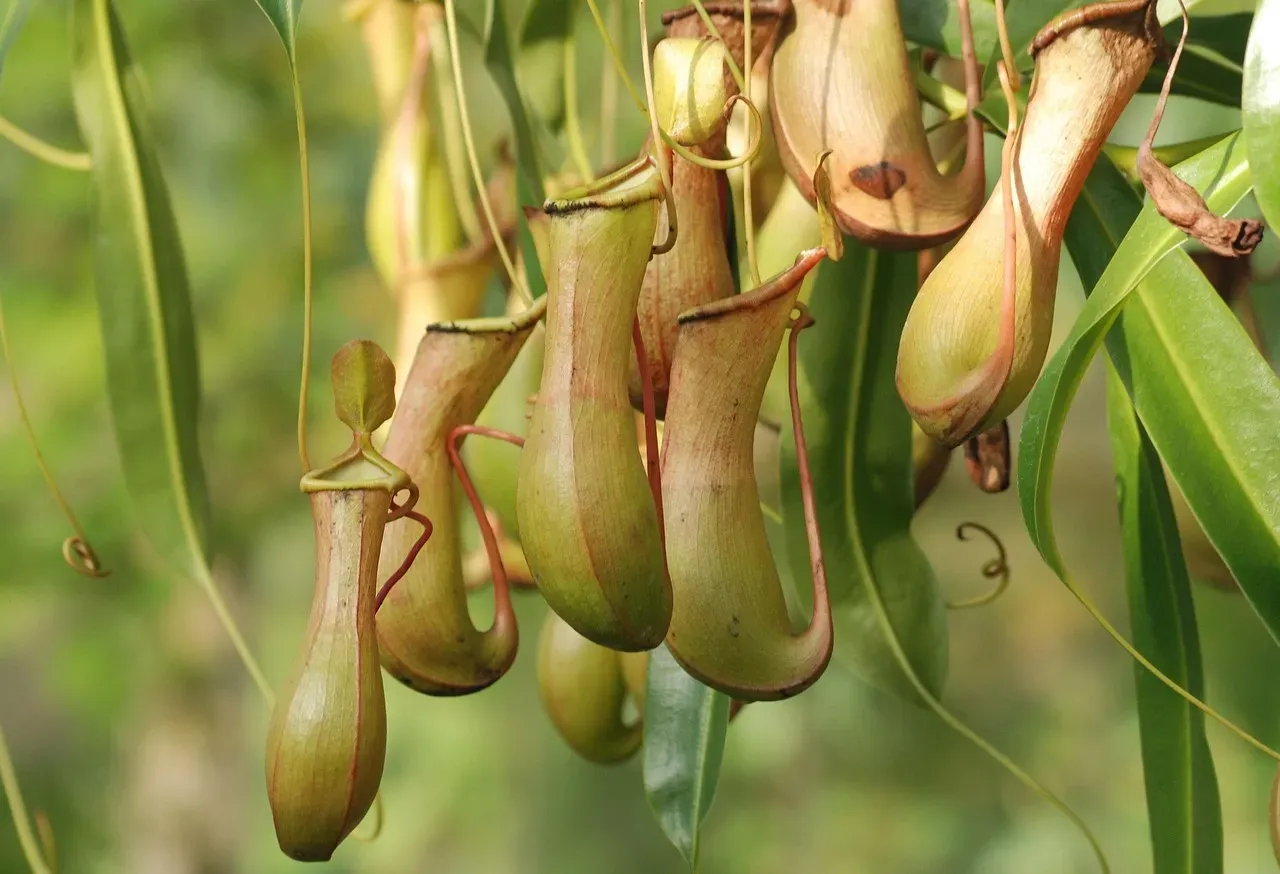 The Plant That Eats Mammals: Pitcher Plants (Image Credits: Pixabay)