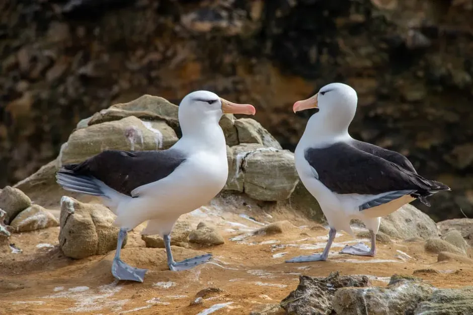 Conclusion: Seeing the ocean through an albatross’s ears (Image Credits: Pexels)