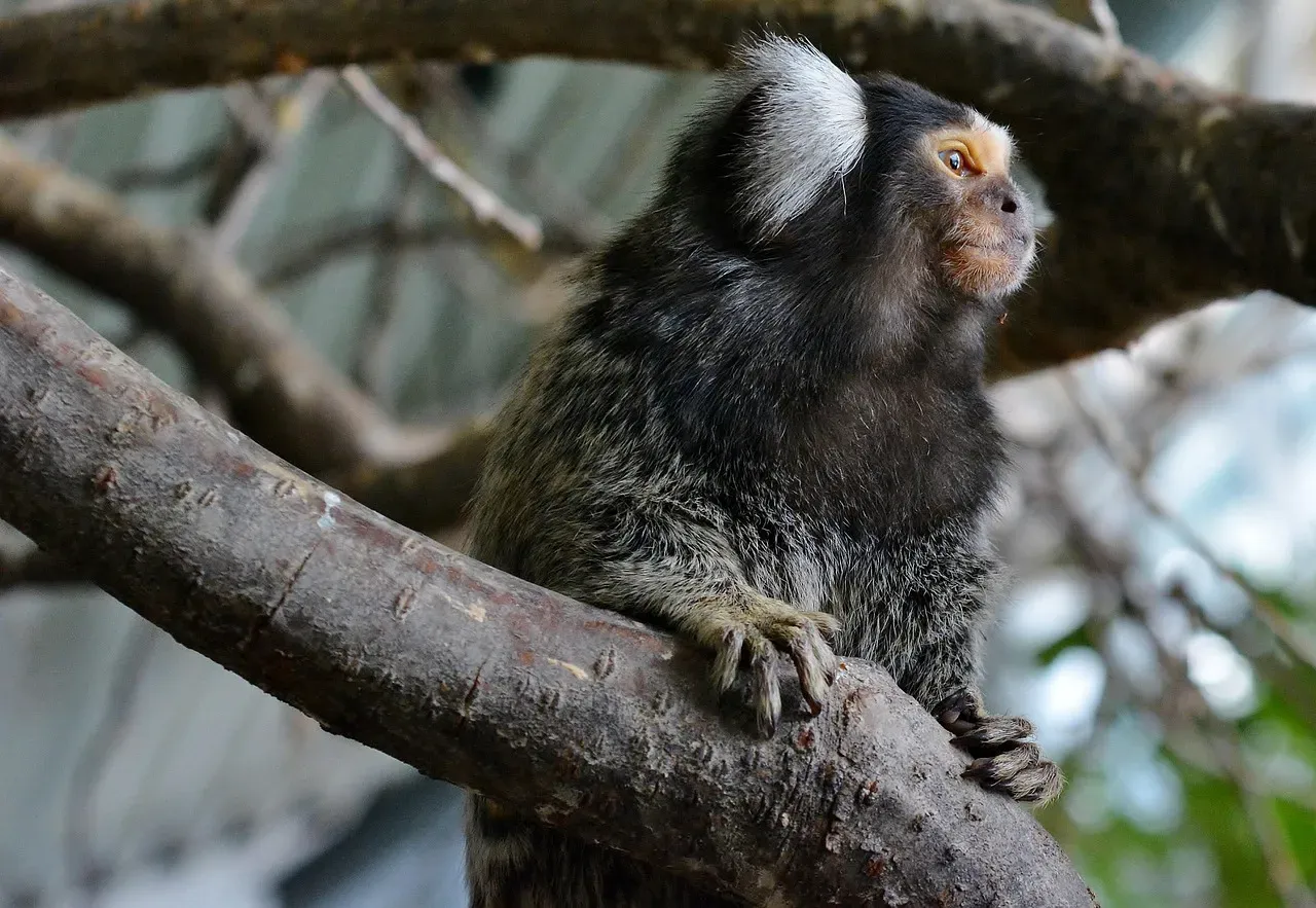 What You Can Take Away From Marmoset Conversations (Image Credits: Pixabay)