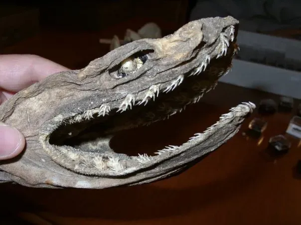 6. Frilled Shark: The Ancient Conveyor-Belt Mouth (Museo Geopaleontologico GAMPS, CC BY-SA 3.0)