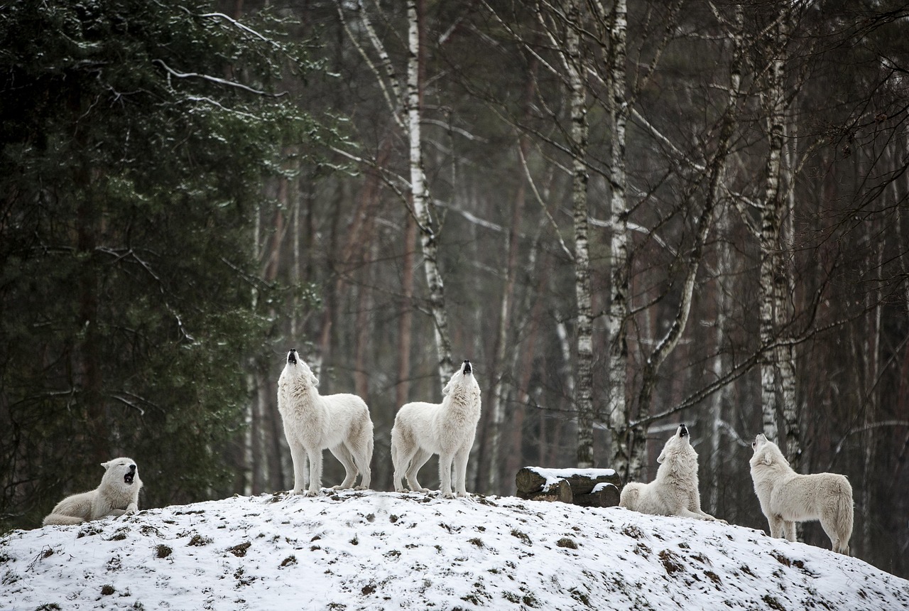 The Precise Wolf: Pack Intelligence (Image Credits: Pixabay)