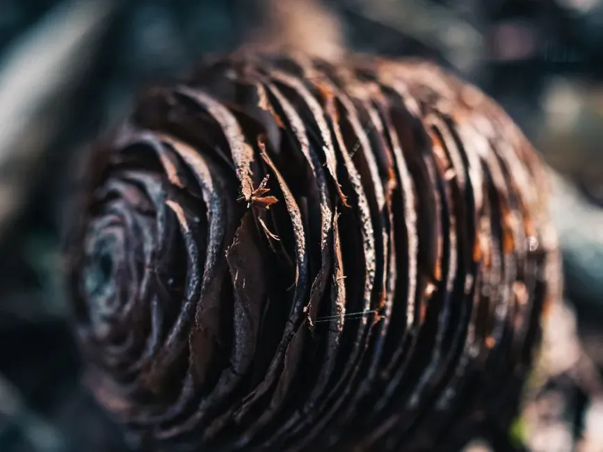 Seeing the Hidden Code in Everyday Trees (Image Credits: Pexels)