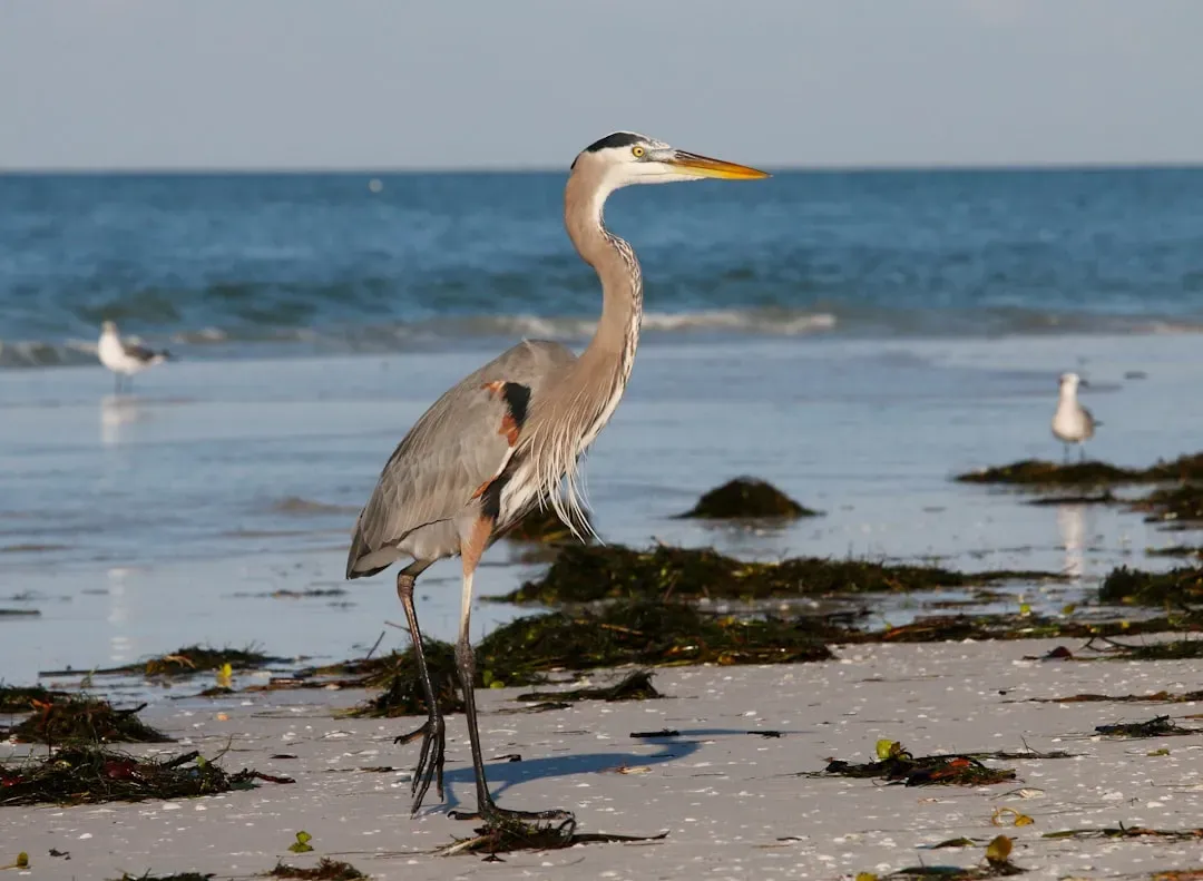 Virgo: The Great Blue Heron (Image Credits: Unsplash)
