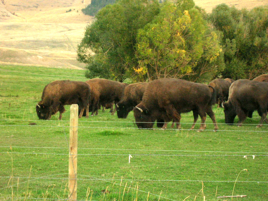 Fort Peck Indian Reservation, Montana (Image Credits: Flickr)