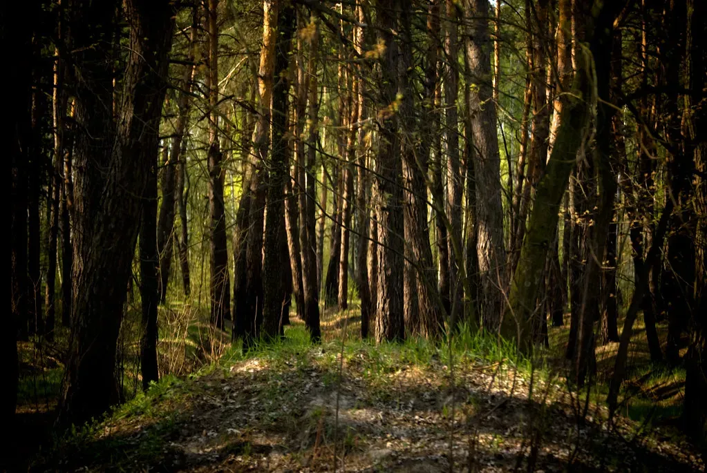 Plant Communication: Chemical Messages and Rootside Gossip (Sergiy Galyonkin, Flickr, CC BY-SA 2.0)