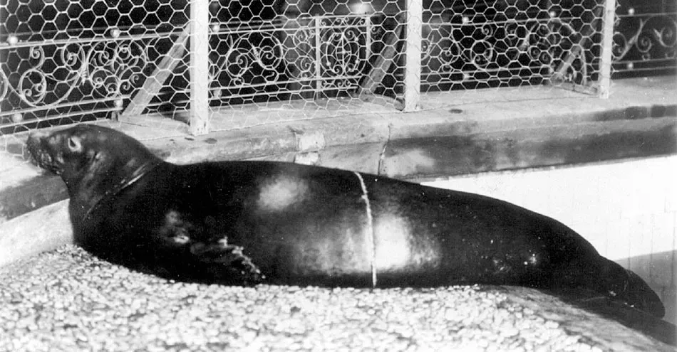 #8 - Caribbean Monk Seal (By New York Zoological Society., Public domain)