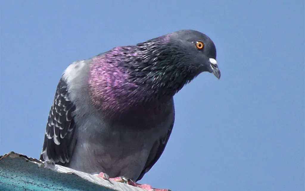 Magnetic Maps in the Mind: How Animals Read Earth’s Invisible Field (Image Credits: Flickr)