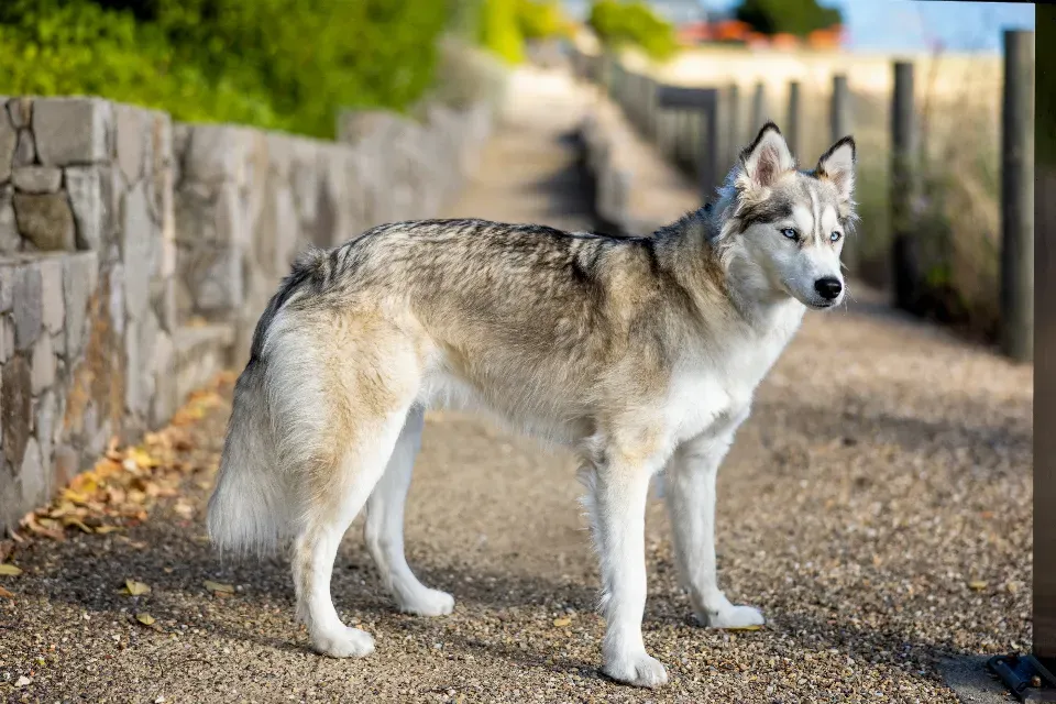 2. Siberian Husky (Image Credits: Stocksnap)