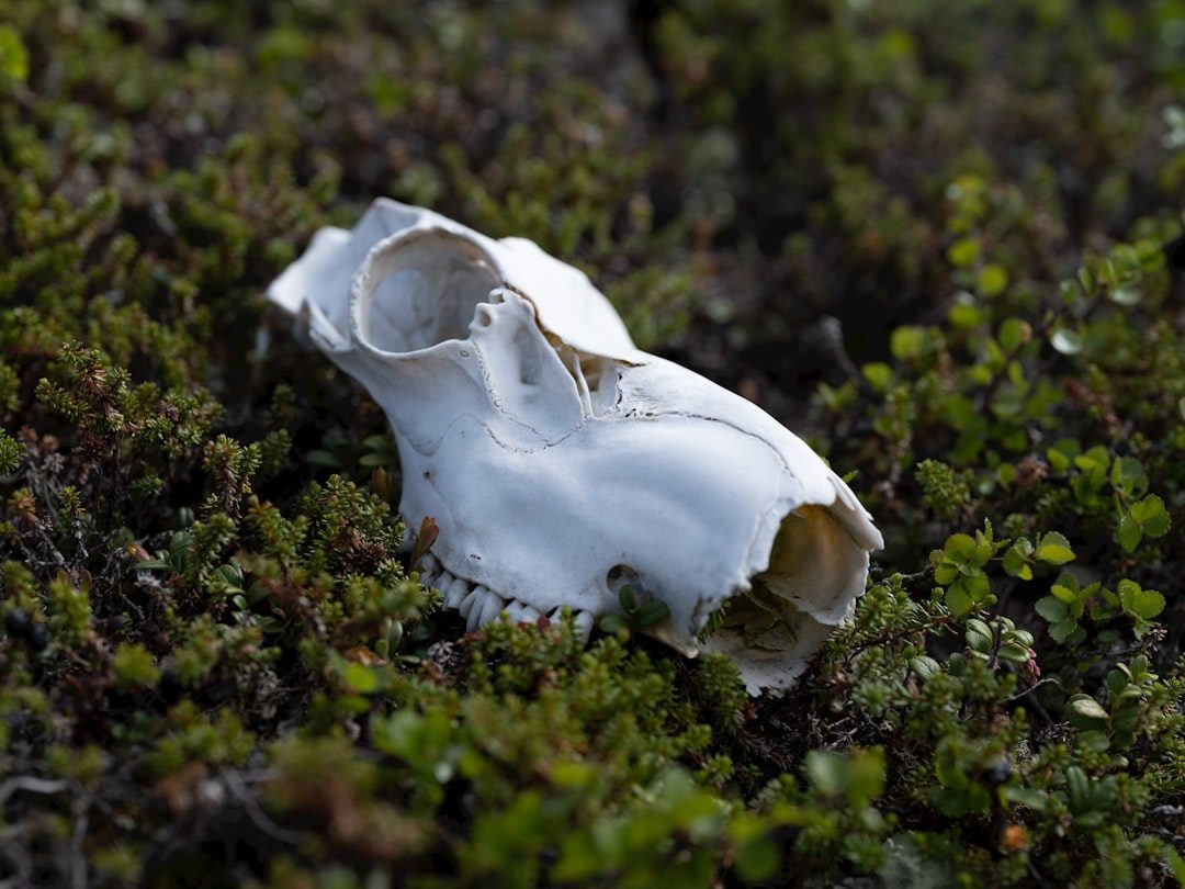 The Food Chain Collapses Like Dominoes (Image Credits: Unsplash)