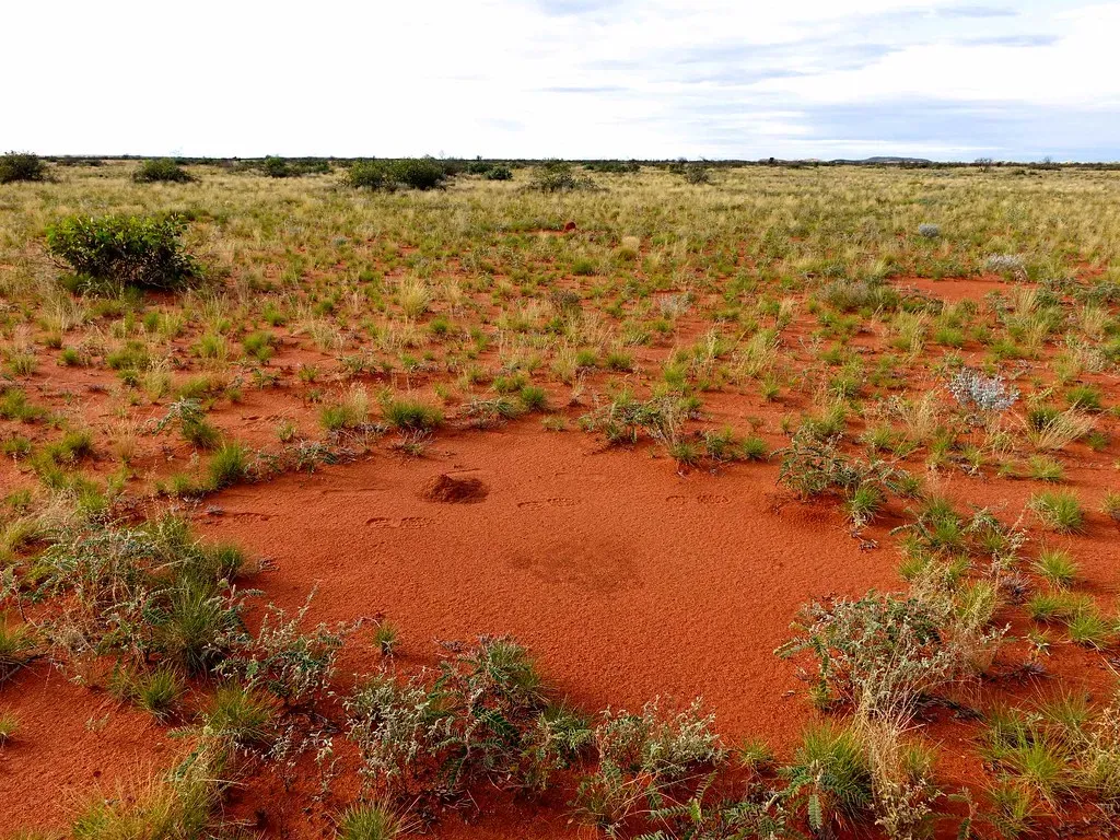 Mysterious “Fairy Circles” and Other Geometric Land Patterns (Image Credits: Flickr)
