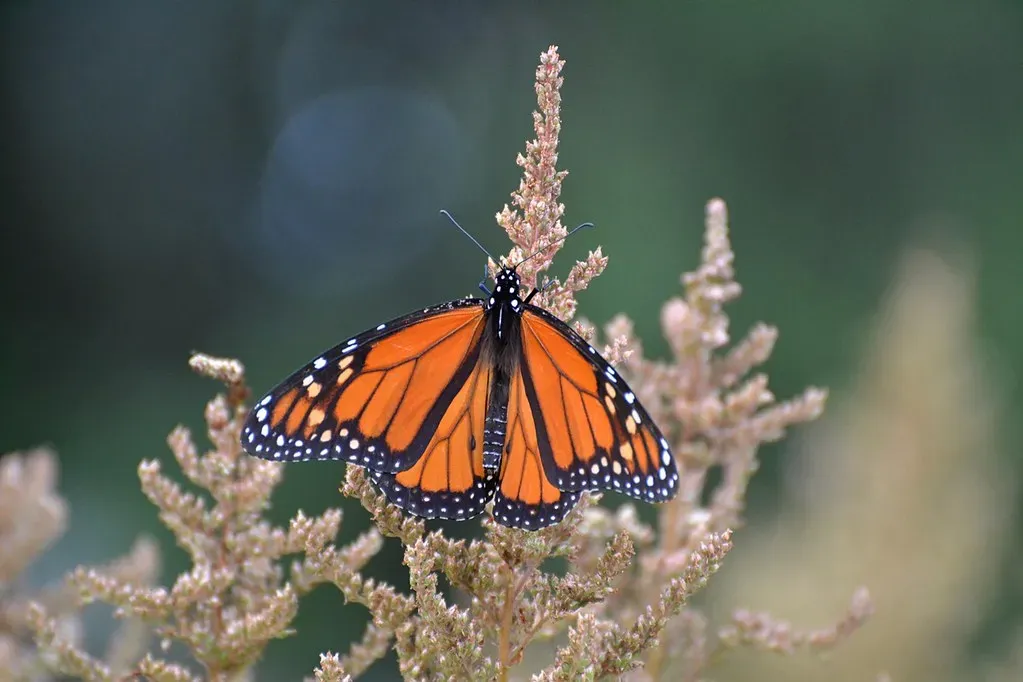 The Science Behind Their Wings: Built for Distance (DaPuglet, Flickr, CC BY-SA 2.0)