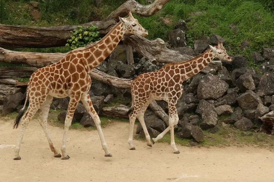 #6 - The "Pygmy Giraffe" of Central Africa That Vanished Into Taxonomic Shuffle (Image Credits: Pexels)