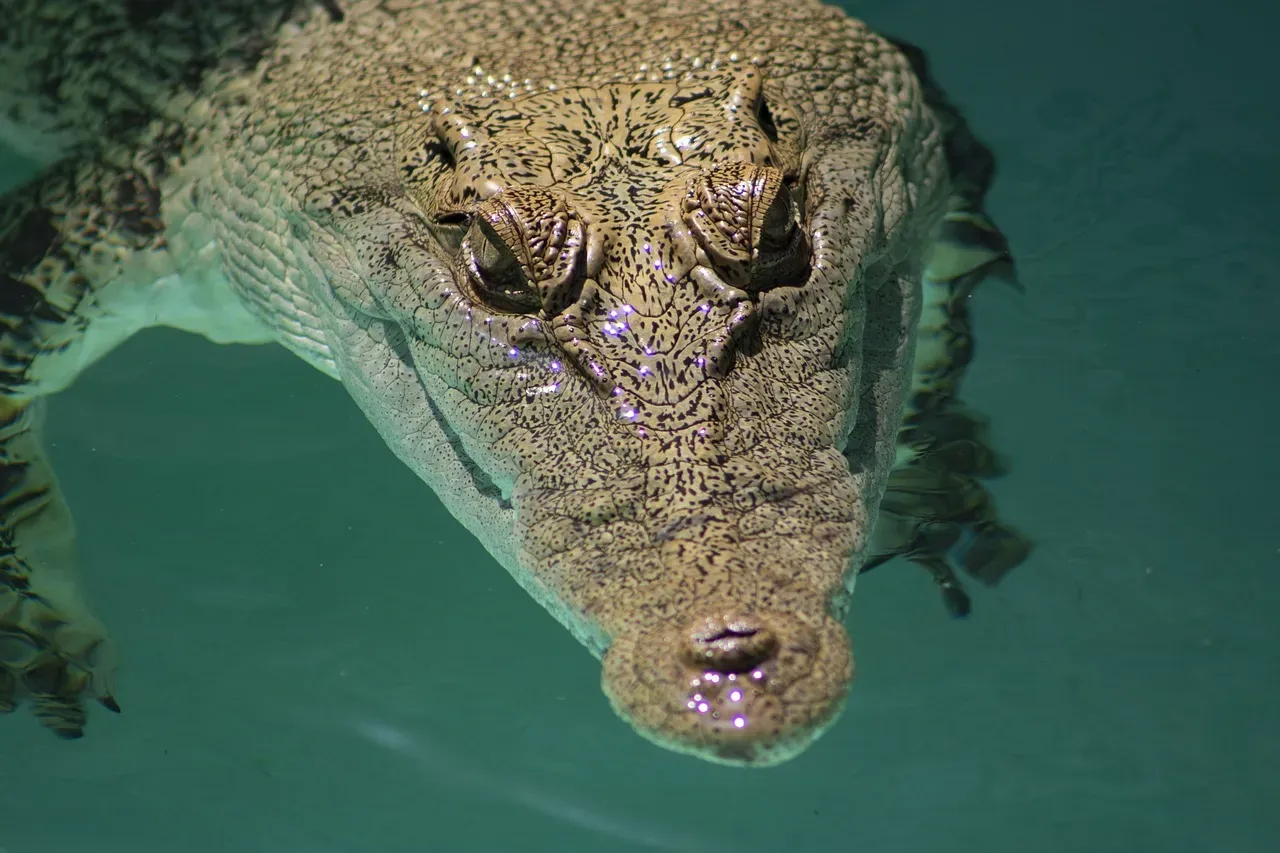 Capricorn – The Saltwater Crocodile (Image Credits: Pixabay)