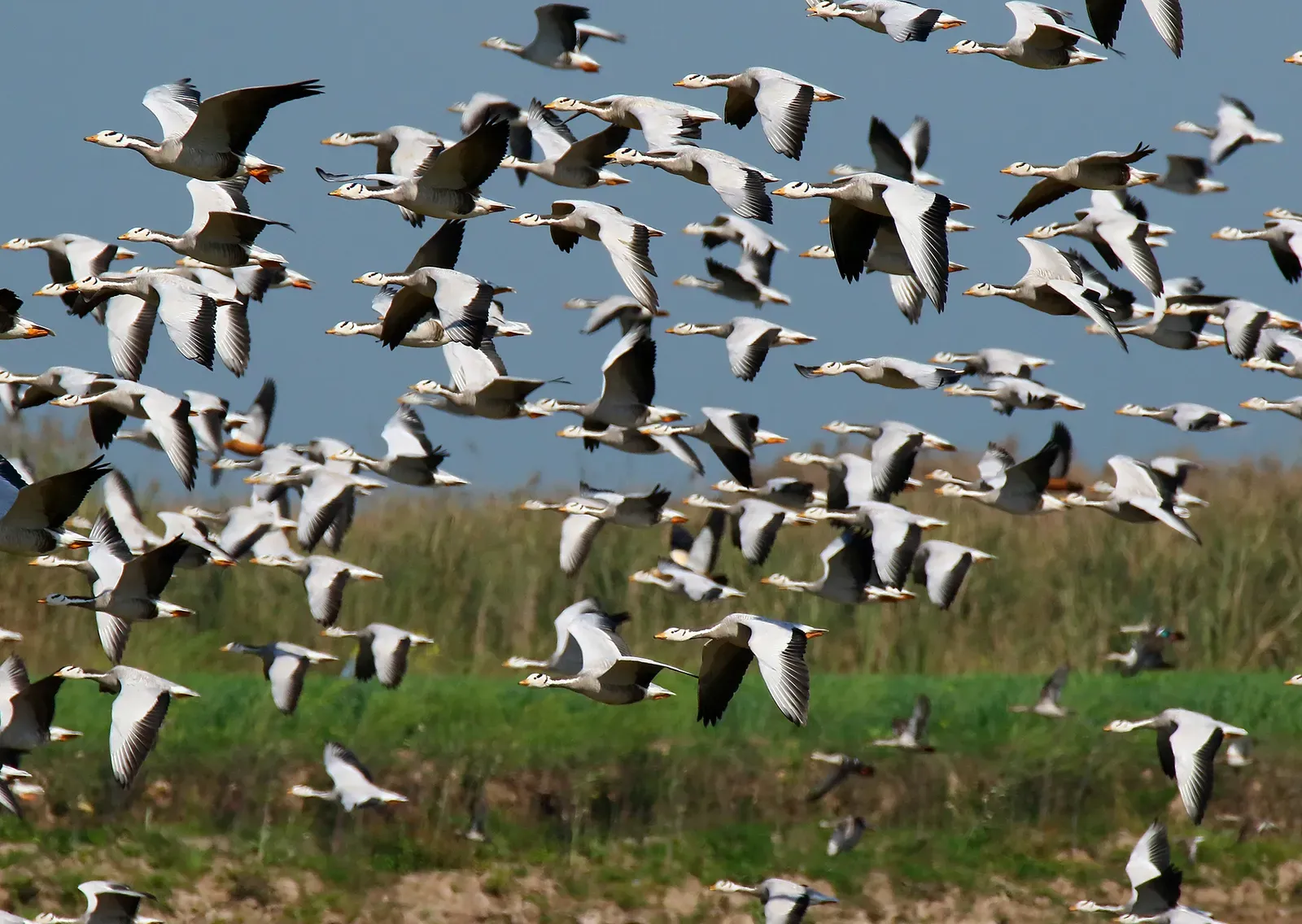 10. The Bar-Headed Goose: Crossing the Roof of the World (Image Credits: Wikimedia)