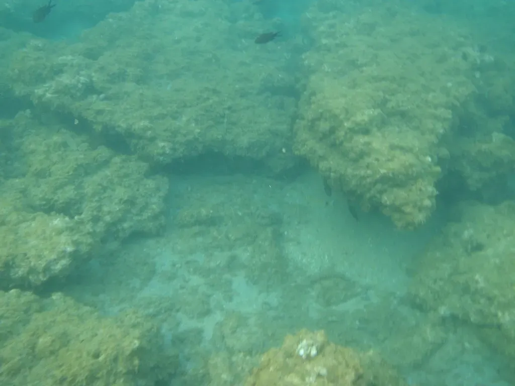 They Act as Giant Sinks for Carbon and Climate-Relevant Material (dimsis, Flickr, CC BY-SA 2.0)