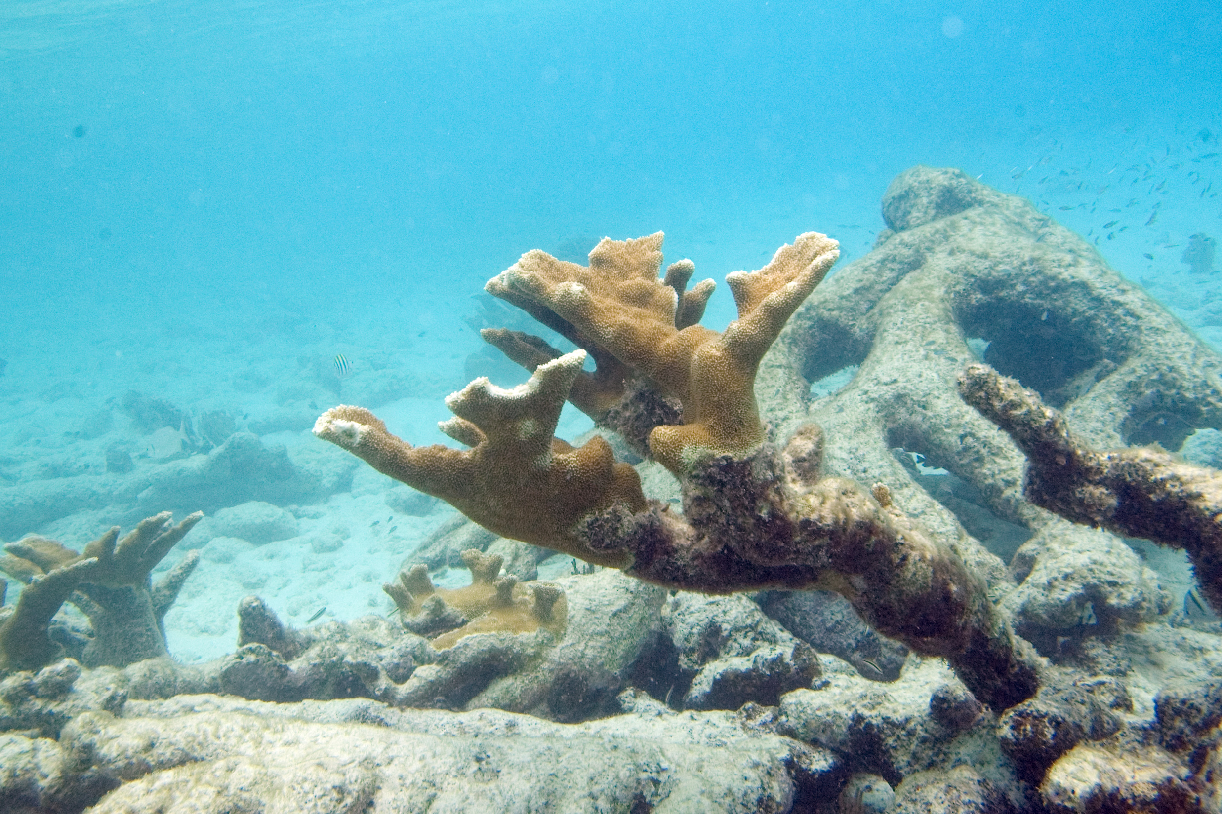 Buck Island Reef, St. Croix (USVI): Elkhorn Steps Back In (Image Credits: Wikimedia)