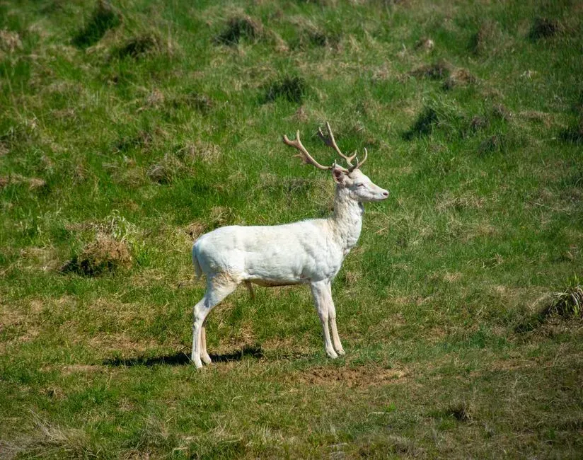 Conclusion: The White Deer As A Line We Choose Not To Cross (Image Credits: Pexels)