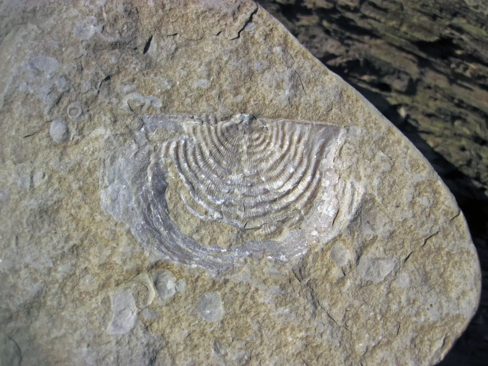 Fossils You Can Actually Find in the Midwest (Leptaena fossil brachiopod in fossiliferous limestone (Middle Devonian; gravel bar clast, Olentangy River, Columbus, Ohio, USA) 1, CC BY 2.0)