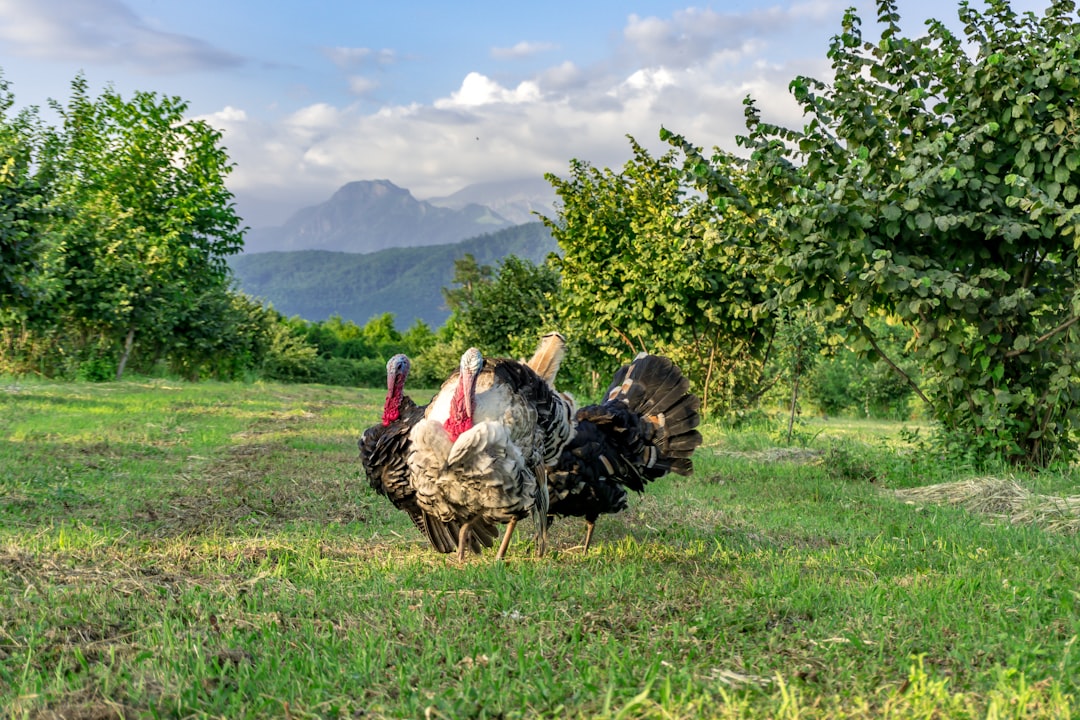 Mississippi: The Magnolia State's Quarter Million (Image Credits: Unsplash)