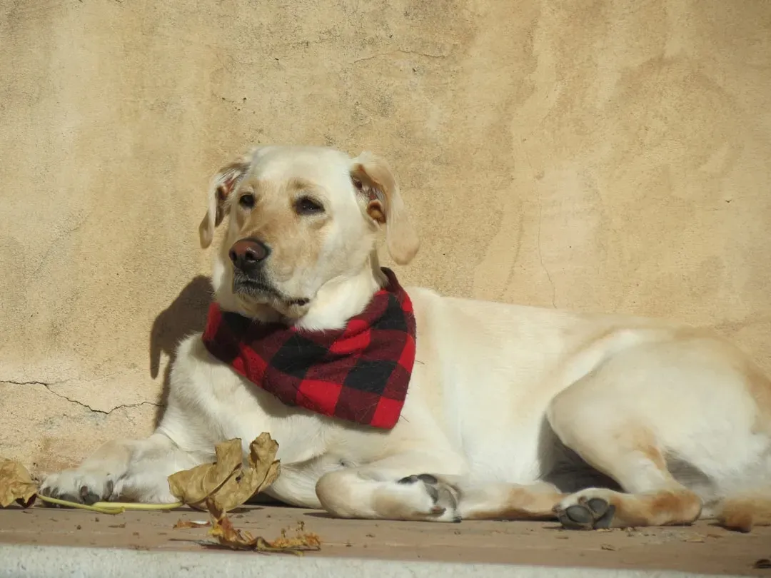 The Loyal Companion: Labrador Retriever (Image Credits: Unsplash)