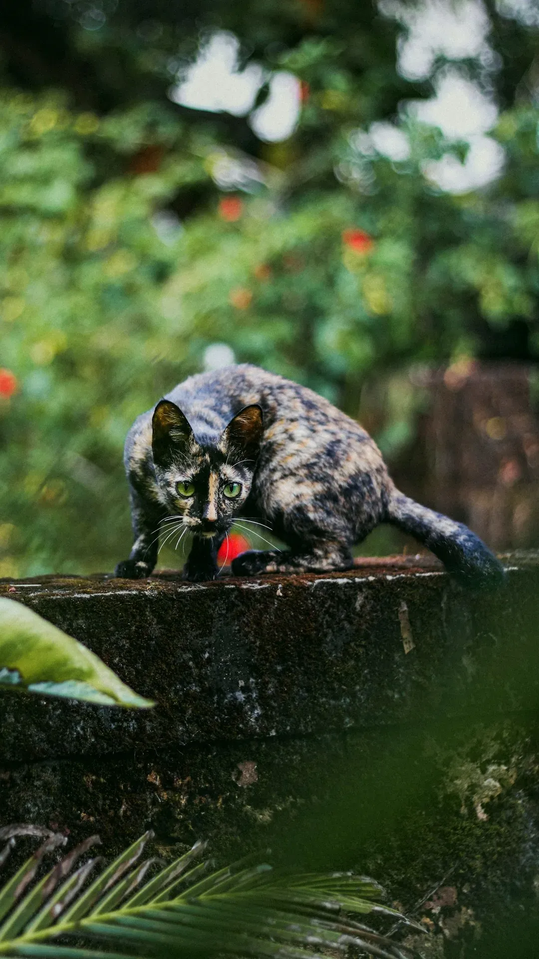 Cats’ Instinct For Always Finding The Right Spot (Image Credits: Unsplash)