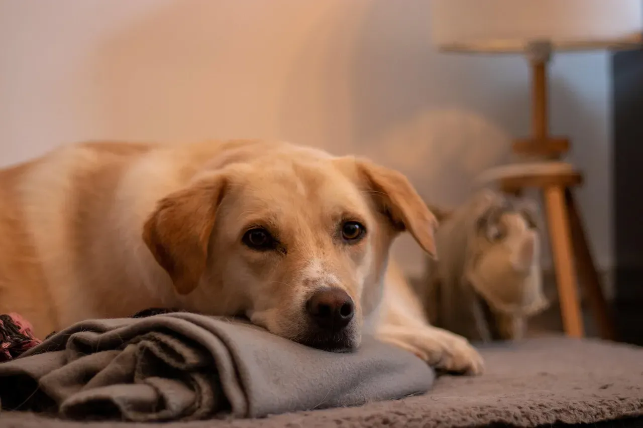 Choosing the Right Blanket and Using It Well (Image Credits: Pixabay)