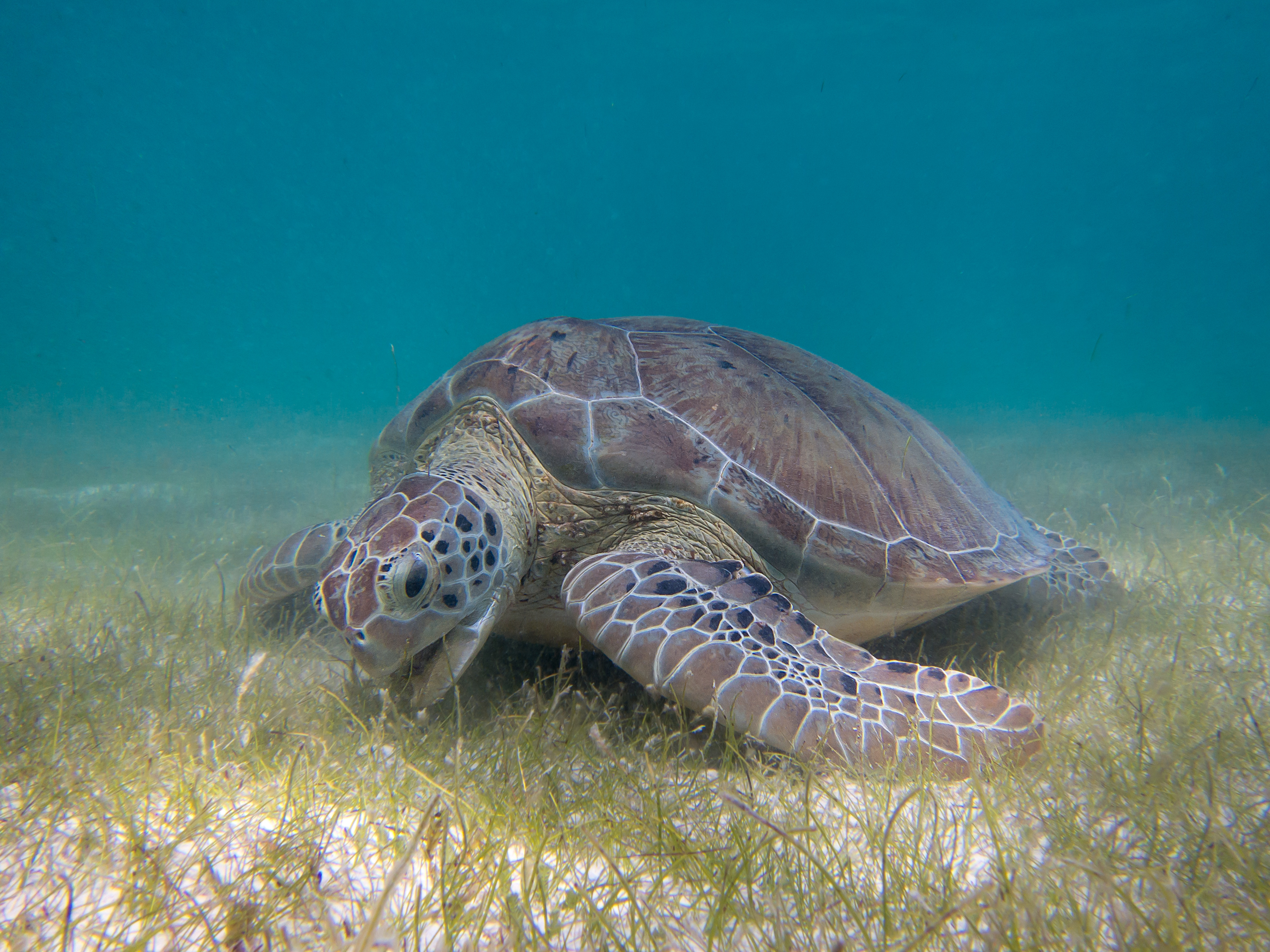 The Broader Ecological Impact of Turtle Recovery (Image Credits: Wikimedia)