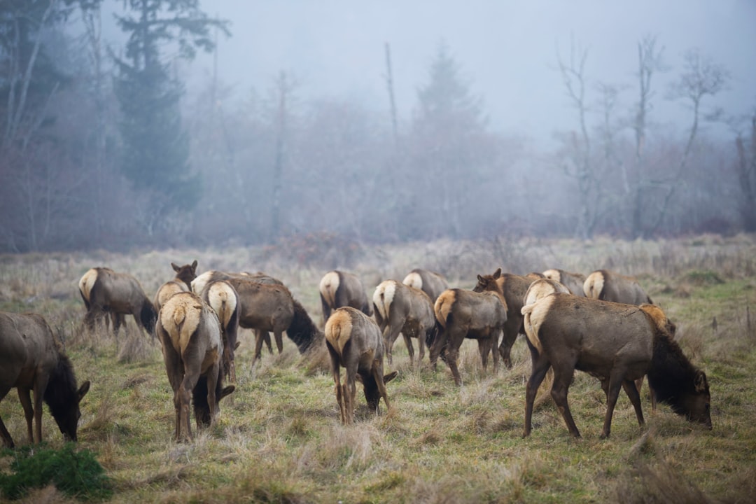 The Elk Population Explosion: When Nature Goes Unchecked (Image Credits: Unsplash)