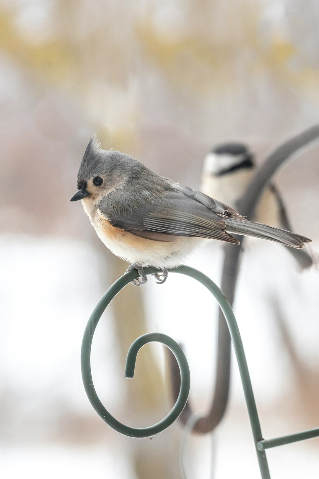Tufted Titmouse - The Gray Pioneer (Image Credits: Unsplash)