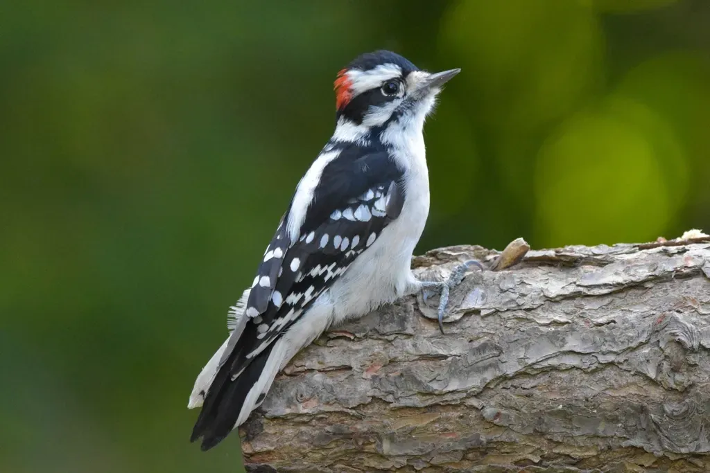 Conclusion: Woodpeckers Are Nature’s Proof That Power Can Be Smart (Image Credits: Rawpixel)