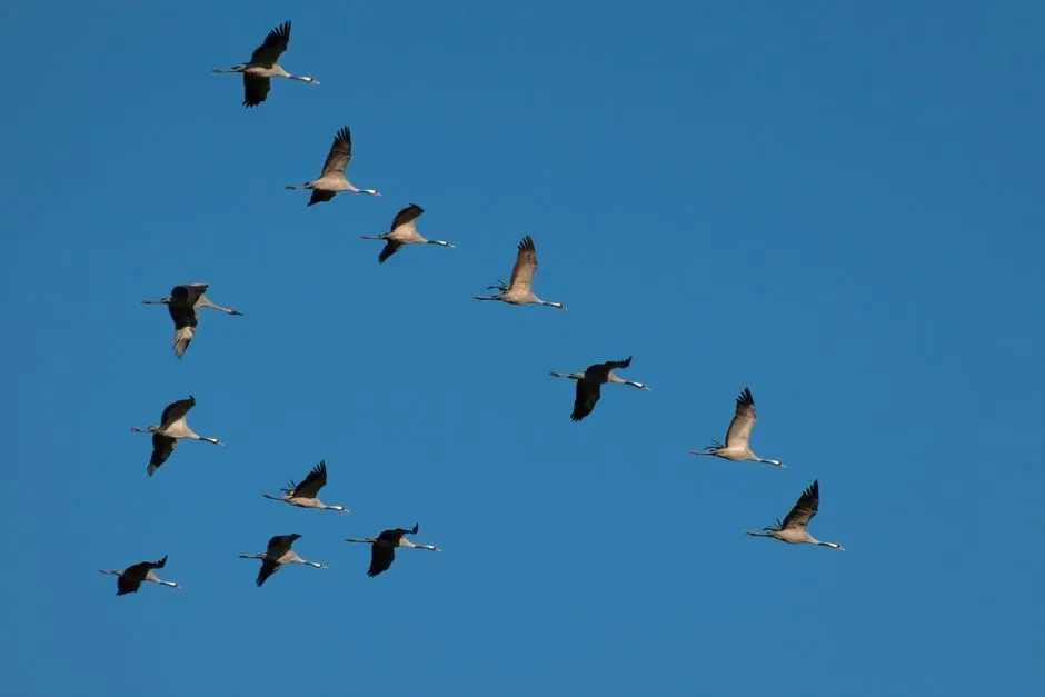#4 - Birds With a Built-In Compass Hidden in Their Eyes (Image Credits: Pexels)