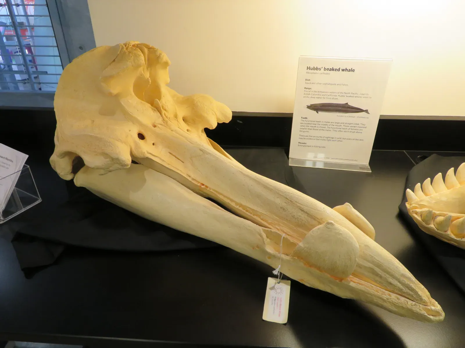 #13 - Longman's Beaked Whale Was Known From Two Skulls for Nearly 80 Years (By Dawn Pedersen, CC BY 2.0)