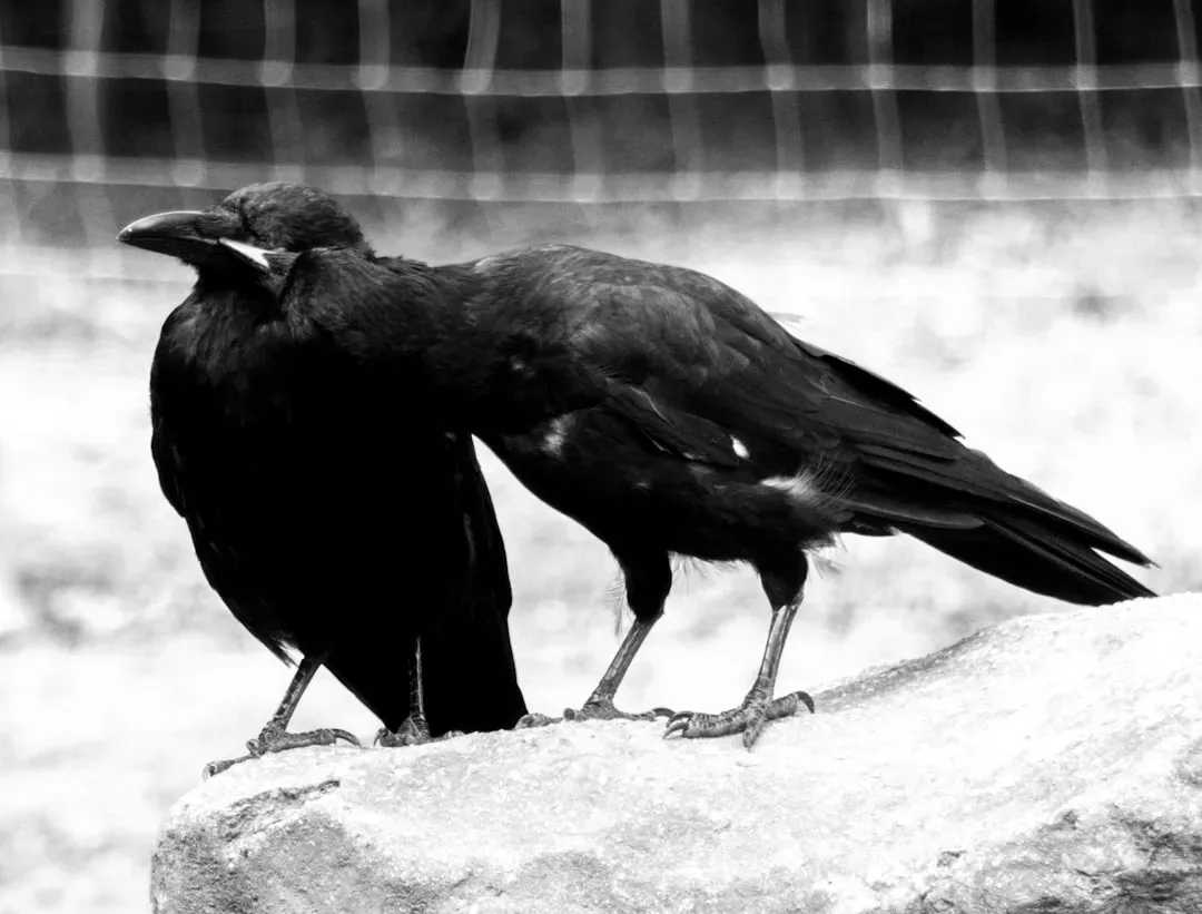 When Ravens Appear During Major Life Changes (Image Credits: Unsplash)