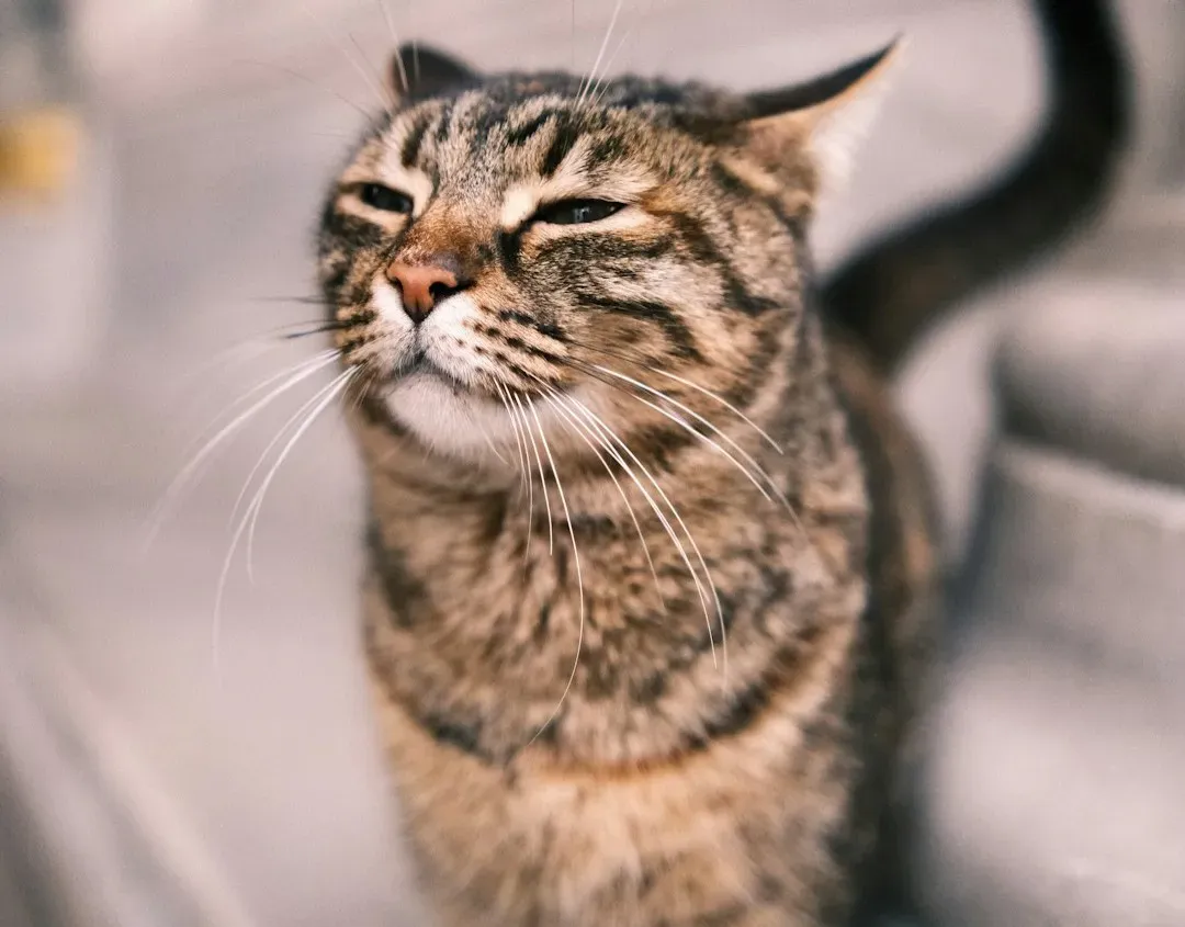The Science of Purr Frequencies: What Is Actually Going On? (Image Credits: Unsplash)
