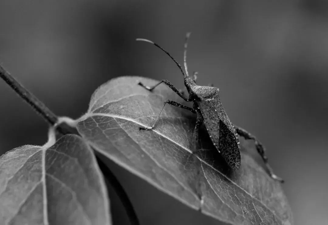 Are Insects Conscious or Just Biological Automatons? (Image Credits: Unsplash)
