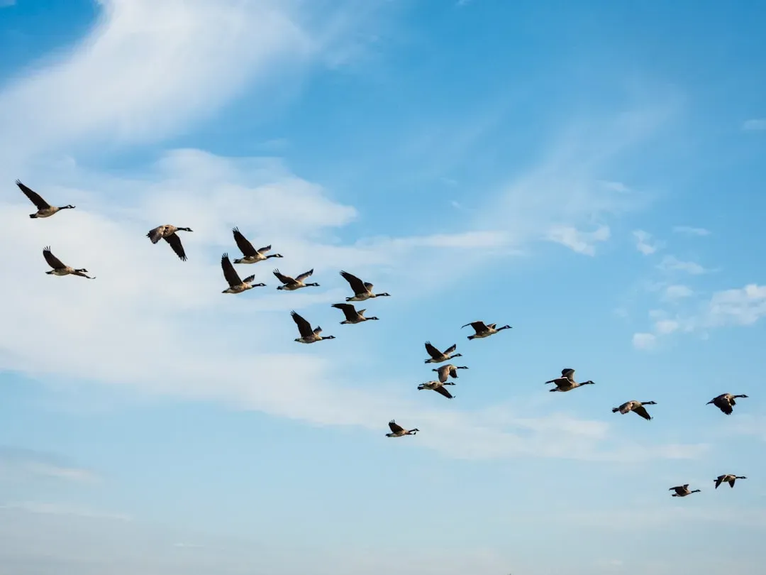 Social Signals: When a Few Nervous Birds Change the Plan (Image Credits: Unsplash)
