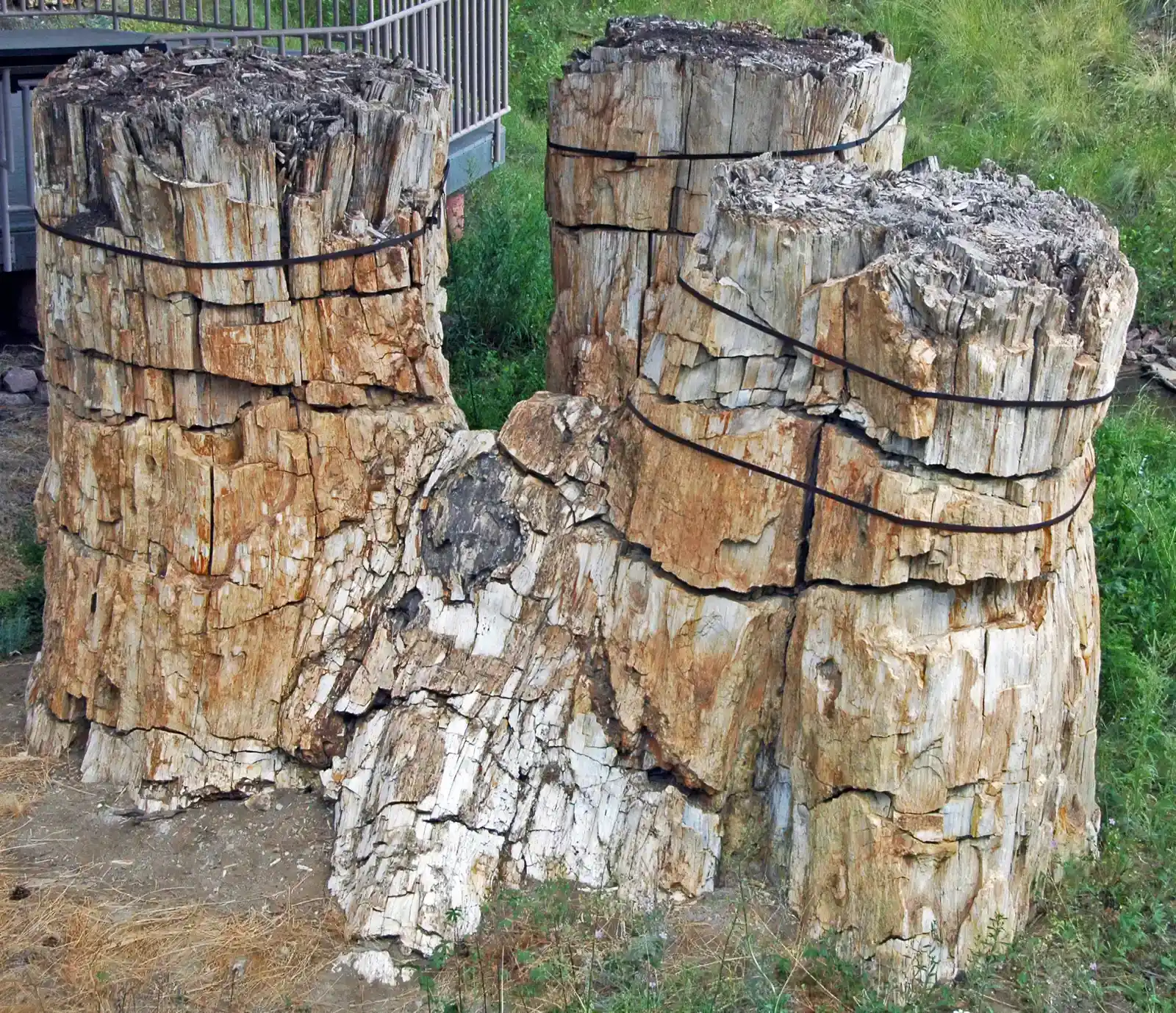 7. The 280‑Million‑Year‑Old Fossil Forest of Antarctica (By James St. John, CC BY 2.0)