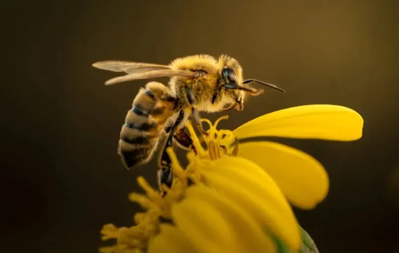11. The Bee: Tiny Brain, Enormous Cognitive Feats (Image Credits: Pexels)