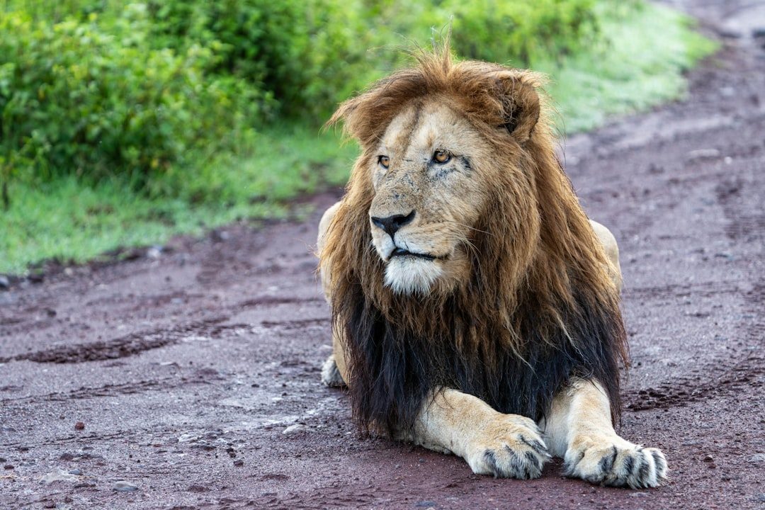 The Lion: Natural Leadership Battling Pride's Pitfalls (Image Credits: Unsplash)