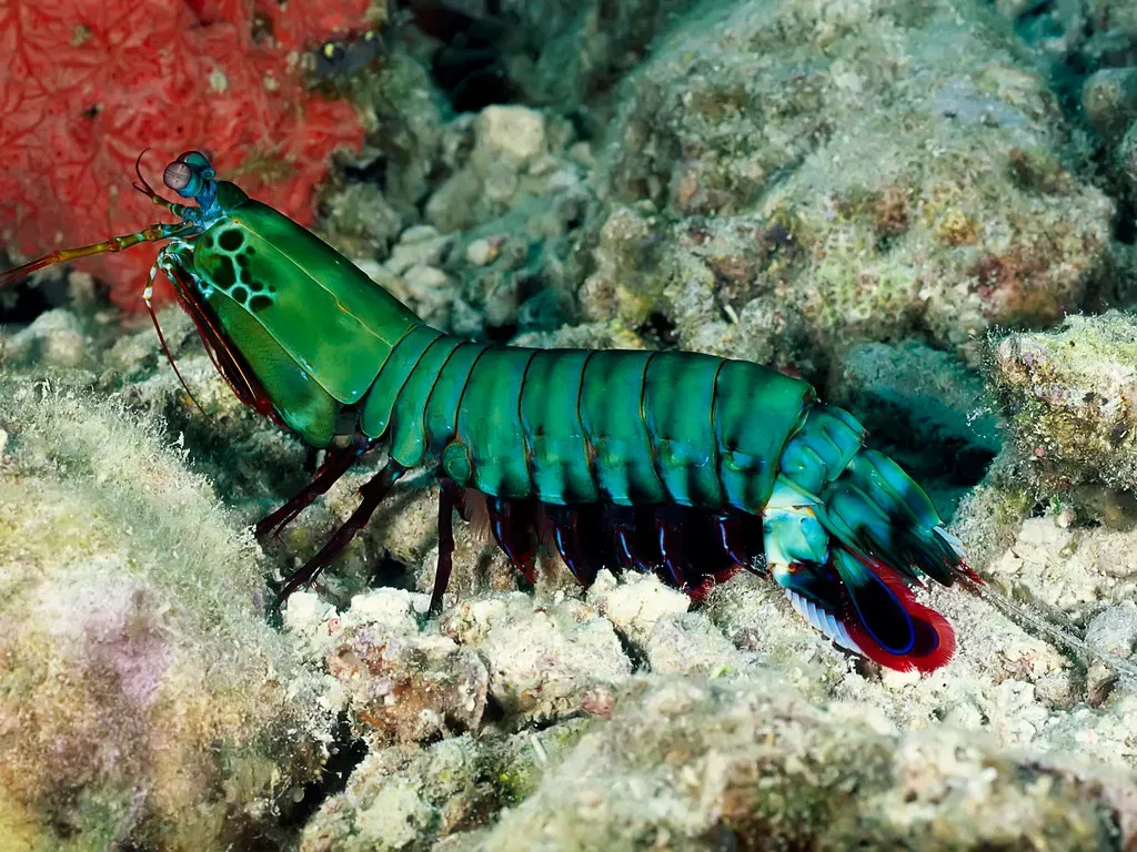 Mantis shrimp: the color vision monster you can’t compete with (Angell Williams, Flickr, CC BY 2.0)