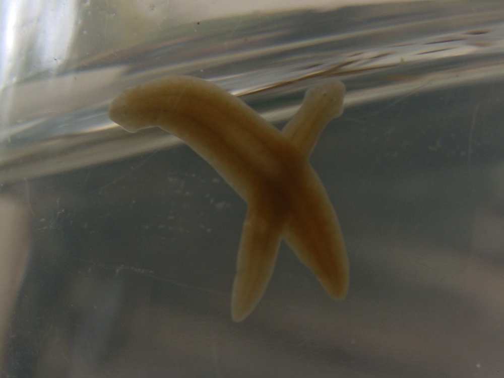 Planarian Flatworms - Masters of Molecular Reset (Image Credits: Wikimedia)