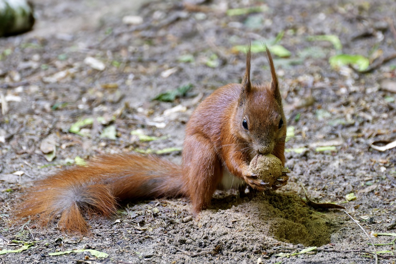 Seed Dispersal Networks Collapse and Rebuild (Image Credits: Pixabay)