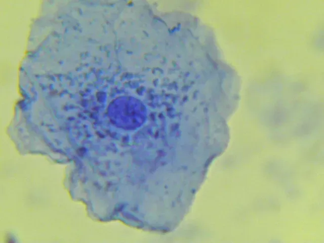 How Many Cells Are Actually in Your Body? (By Krishna satya 333, CC BY-SA 4.0)